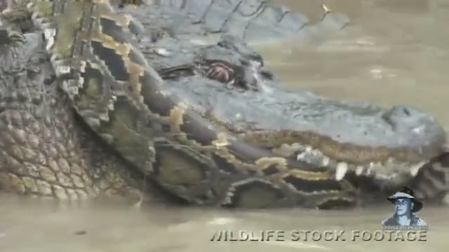 مبارزه کروکدیل با مار پیتون...