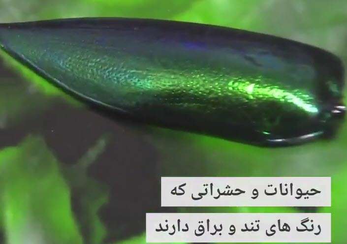 رنگ تند جانوران در طبیعت