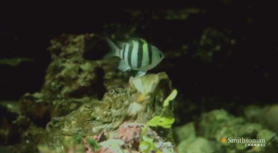 استتار و وقف پذیری سنگ ماهی با محیط اطراف