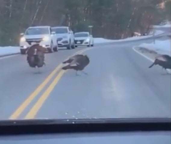 اقدام جالب بوقلمون برای عبور همنوعانش از جاده