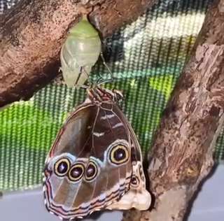 لحظه تولد یک شاه پروانه خوشگل