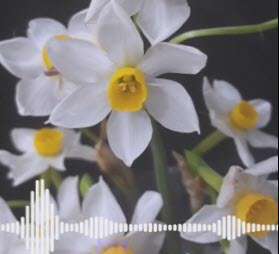 کلیپ امام زمانی برای اینستاگرام با صدای محمد اصفهانی