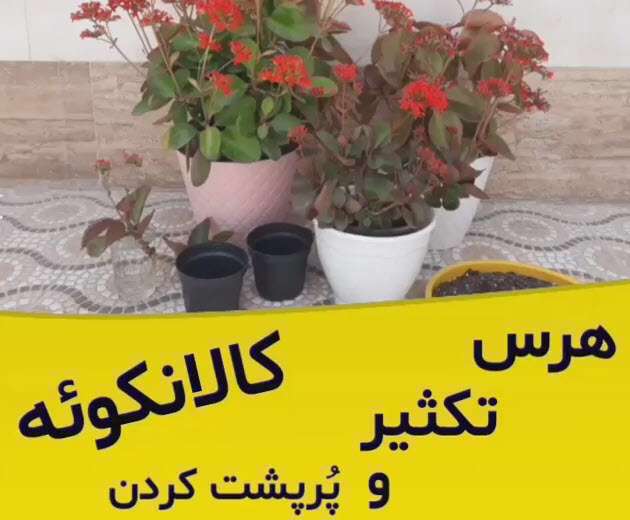 آموزش نگهداری و تکثیر کالانکوئه؛ ترفندهایی برای پرپشت شدن گیاه