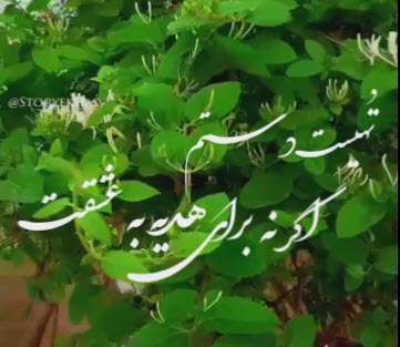 موزیک استوری هوای زمزمه هایت؛ همایون شجریان