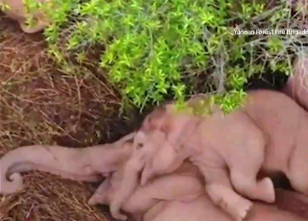 ویدئو جالب از استراحت دسته جمعی فیل ها