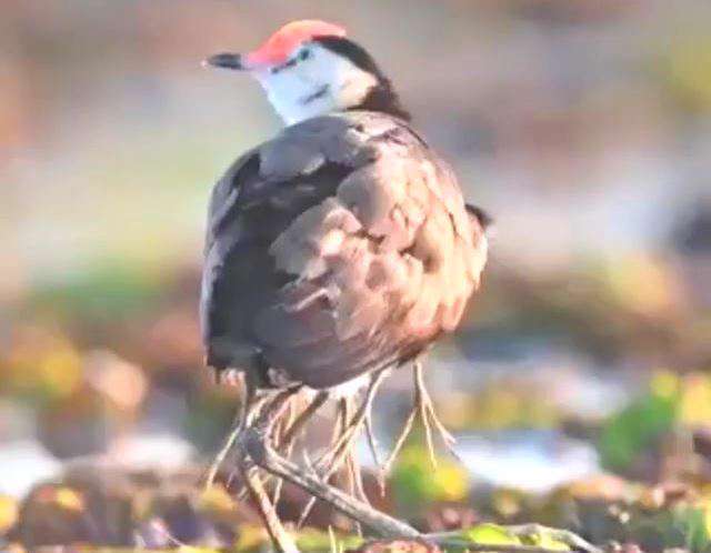 کلیپی به مناسبت روز جهانی پدر