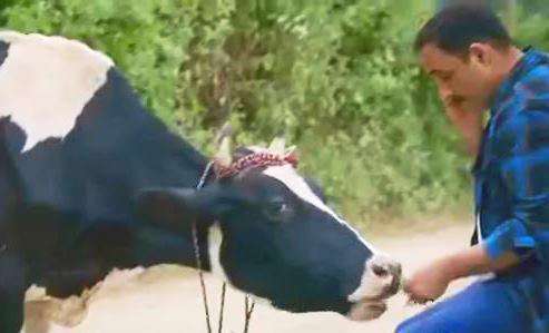 بهروز و گاو فراری در سریال «دودکش 2»