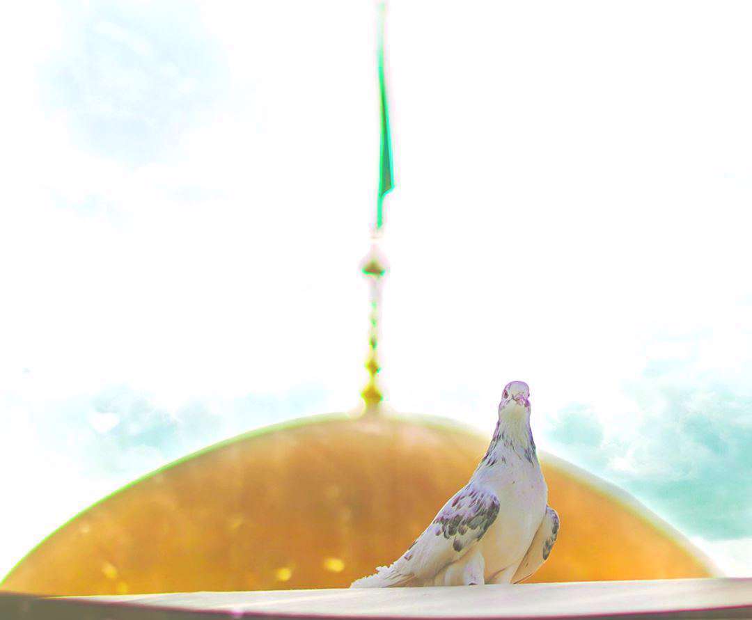 استوری «ای همه آبادی من» چهارشنبه های امام رضایی