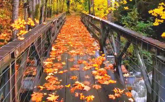 وضعیت واتساپ طبیعت پاییزی هزار رنگ