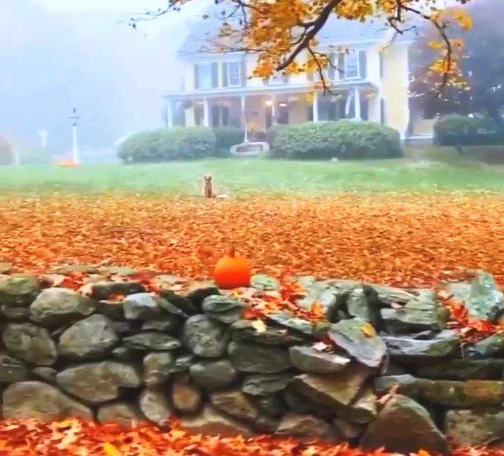 دیدی می لرزه دلم؛ کلیپ عاشقانه برای وضعیت