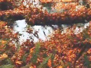 کلیپ زیبای پاییزی برای وضعیت واتساپ