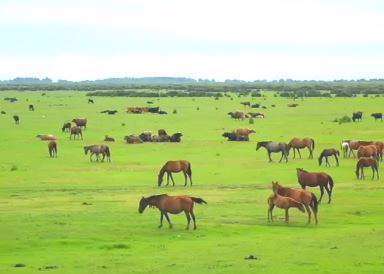 دانلود استوری واتساپ از طبیعت رویایی گیلان