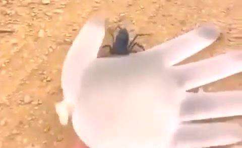 نحوه نیش زدن عقرب