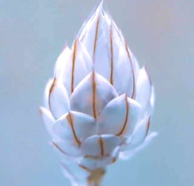 وضعیت عاشقانه برای صبح بخیر