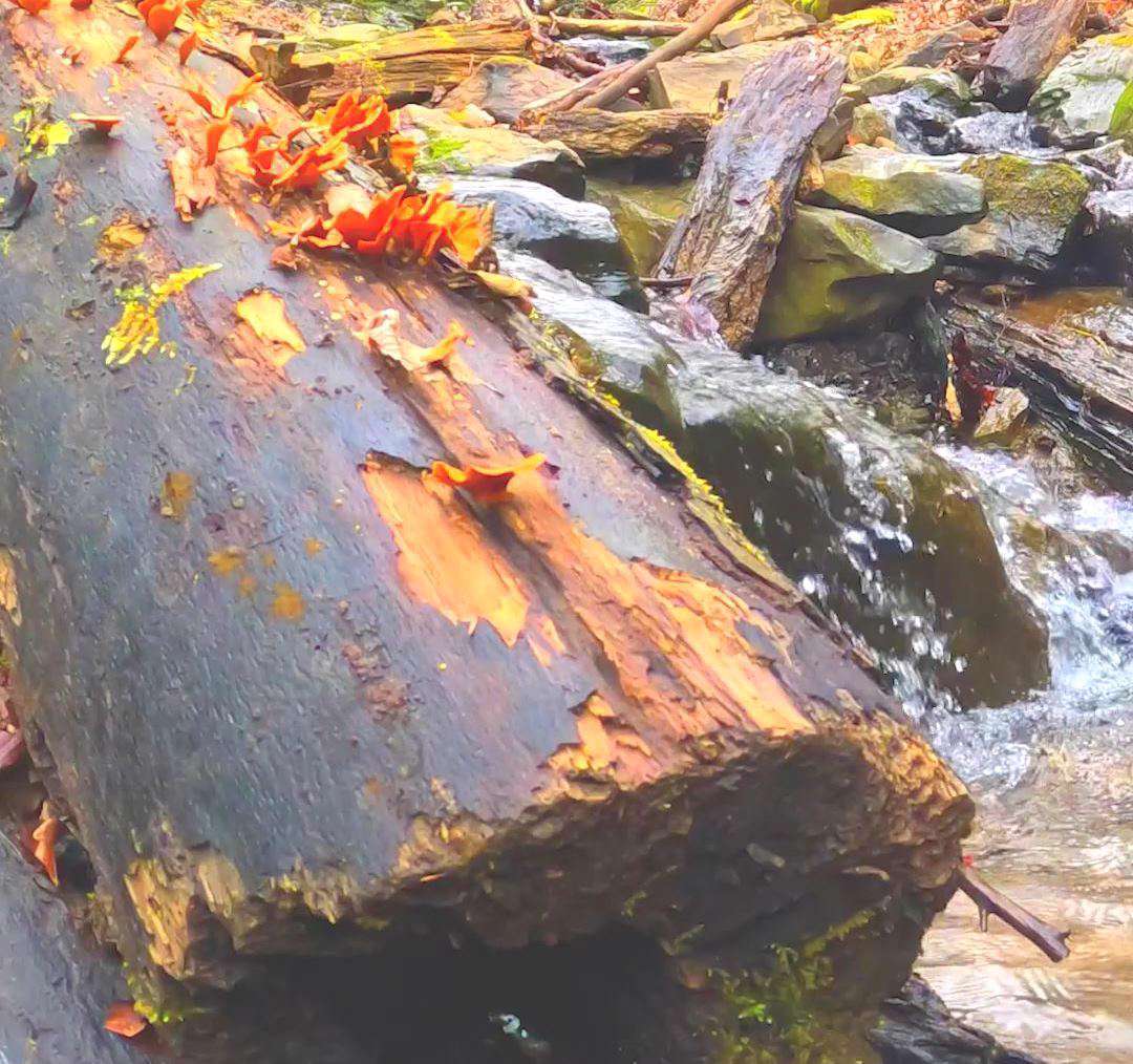 دانلود استوری و واتساپ پاییزی