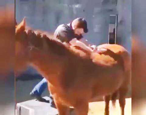 قولنج شکستن برای اسب