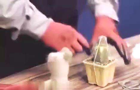 آموزش پیوند زدن کاکتوس