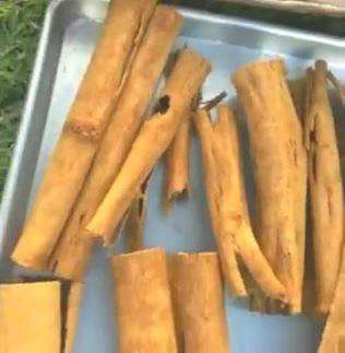 نحوه برداشت چوب دارچین