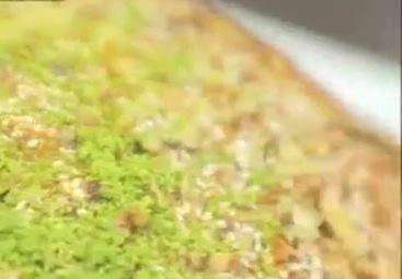 طرز تهیه «کیک گردو و نارگیل»