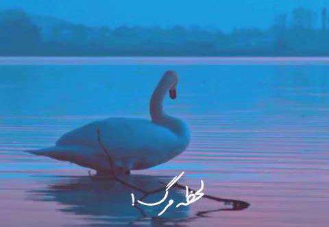 استوری غمگین عاشقانه مرگ قو؛ دکتر رشید کاکاوند