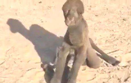 تابحال شتر یک روزه دیده بودید؟