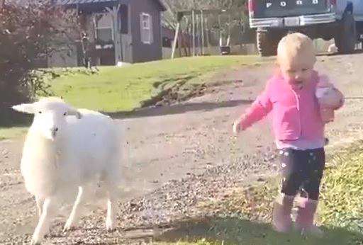 کلیپ جالب بازی کودک با بره