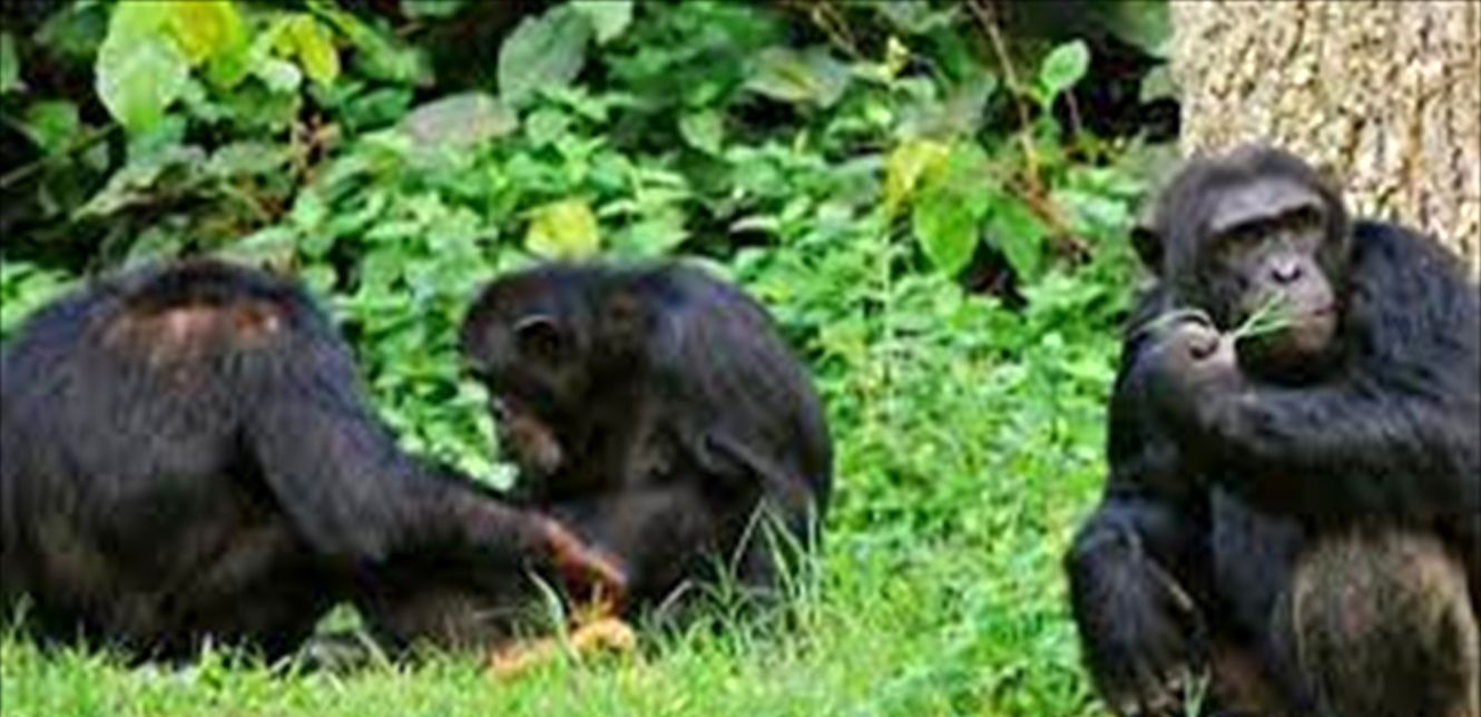 شماری از تبهکاران به روش عجیبی برای کسب پول از طریق گروگان‌گیری دست پیدا کردند.