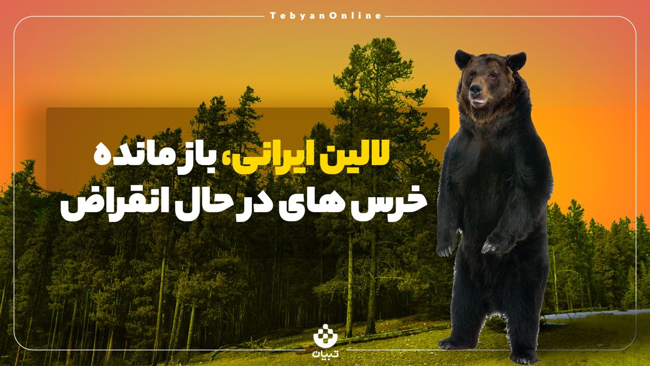 لالین ایرانی، بازمانده خرس‌های در حال انقراض