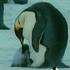 مستند رژه پنگوئن‏ها(6)