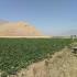 شناسایی بقایای معماری چشمگیر در تپه گنج دره هرسین شناسایی بقایای معماری چشمگیر در تپه گنج دره هرسین