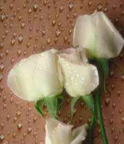 گل رز سفيد