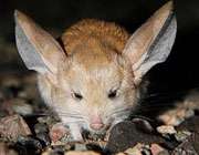 mickey-mouse-kangaroo