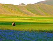 منظره ، کوه ، گل