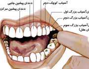 انواع دندان های دائمی