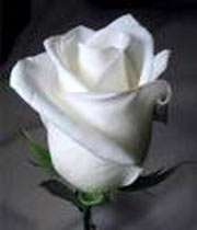 سفید گلاب