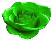 ہرے رنگ کا گلاب