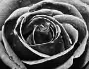 کالا گلاب