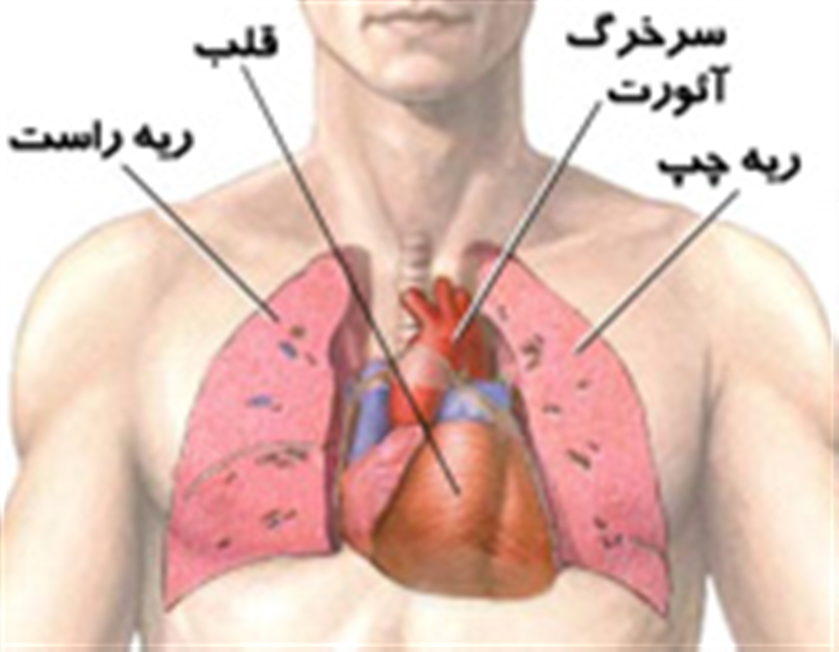 Справа под легким. Где находятся лёгкие у человека. Расположение легких у человека. Расположение сердца и легких.