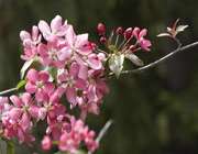 شکوفه
