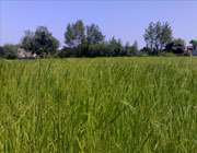 طبیعت، گردش