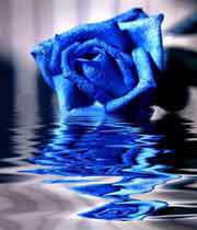 نیلا گلاب