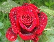 آخرین خنده ی حاج منصور