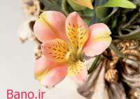 گل استرومریا