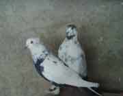 دو کبوتر