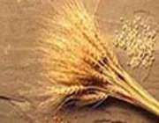 آثار زرین