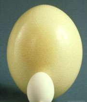 تخم شترمرغ