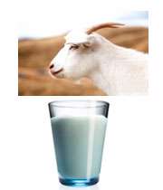شیر بز