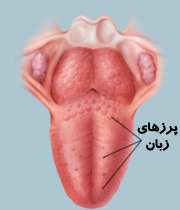 ساختمان زبان
