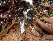 یزد میں دنیا کے قدیم ترین درخت