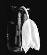 از رنجی که می بریم